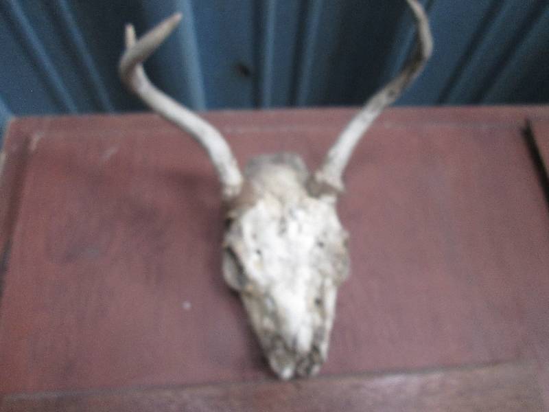lot 318 image: skull...