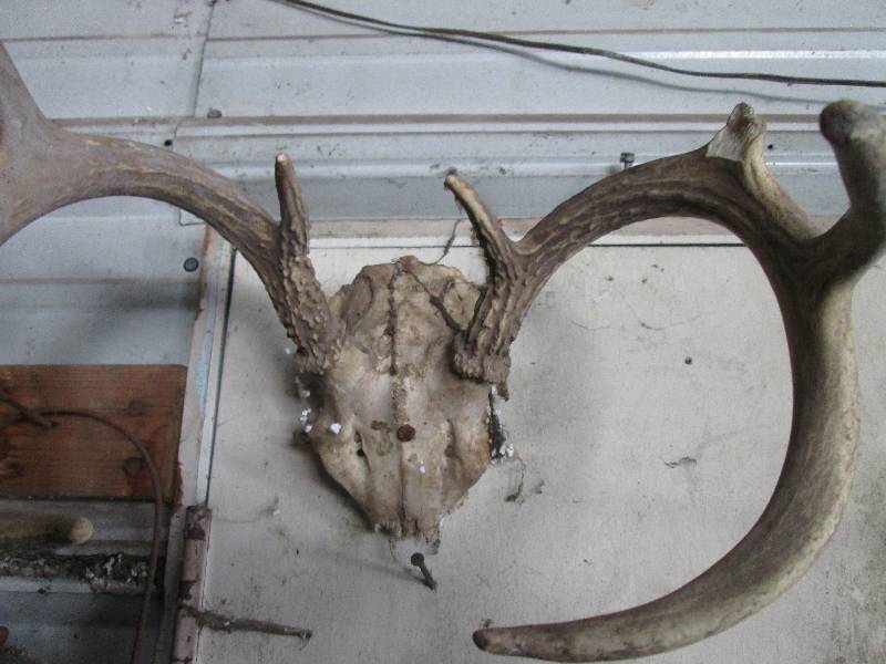 lot 319 image: skull...