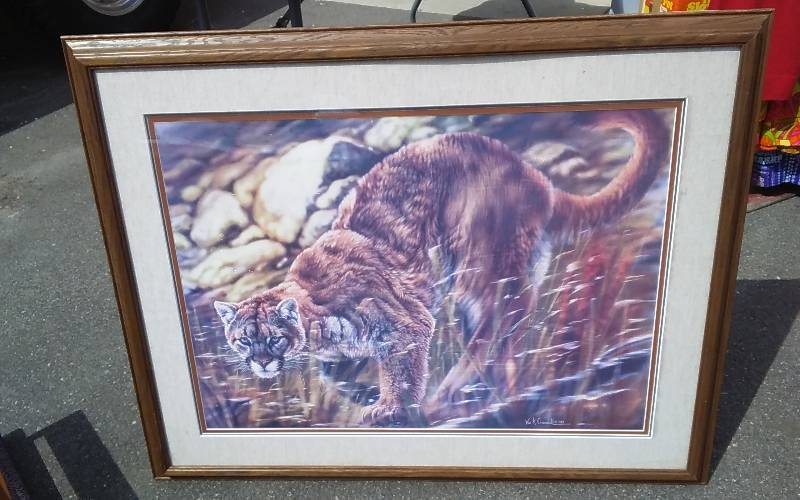 Framed Bobcat Print By Vivi Crandall