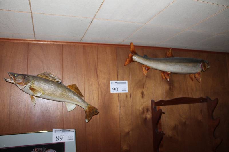Lot of (2) Mounted Fish