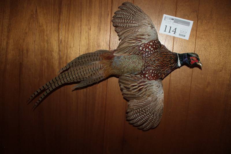 Mounted Pheasant