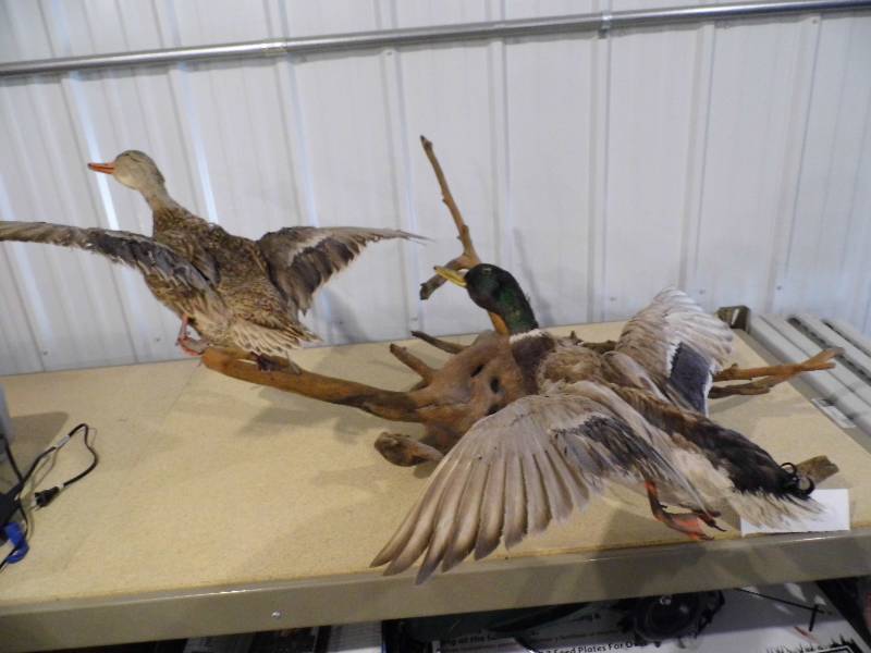 lot 208 image: Duck Mount
