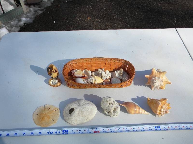 Sea Shells