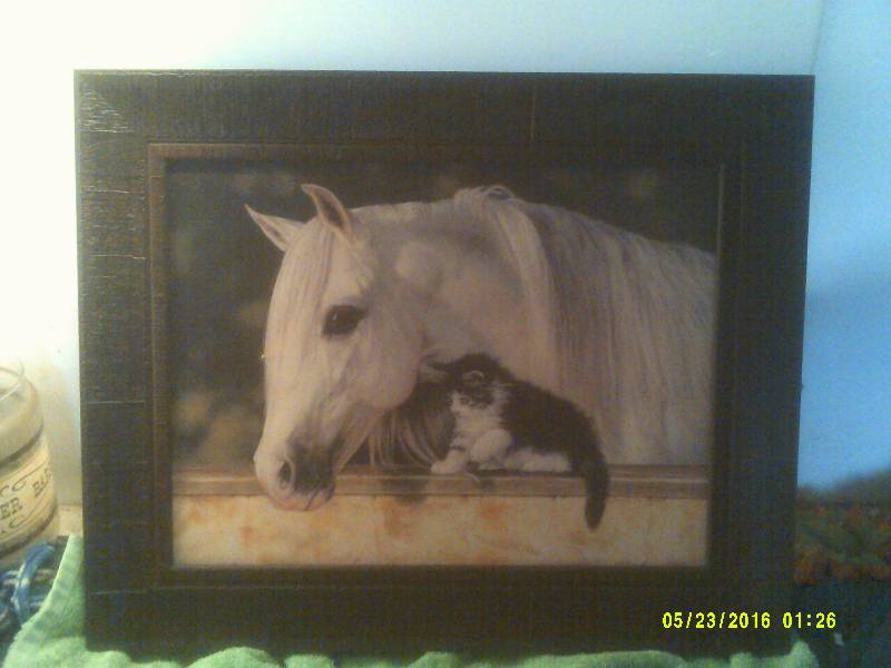 ELESLEY HARRISON CAT AND HORSE PICTURE