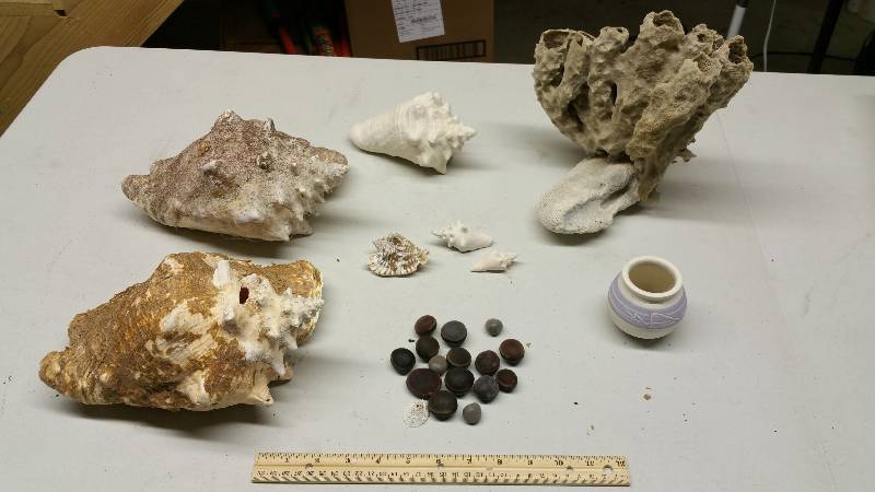lot 85 image: Sea Shels & Sponge