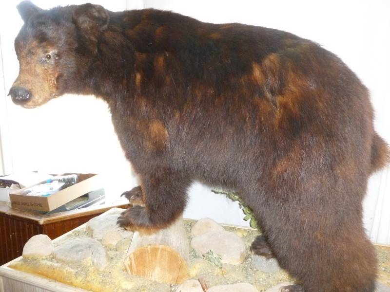 Black Bear Full Body Mount