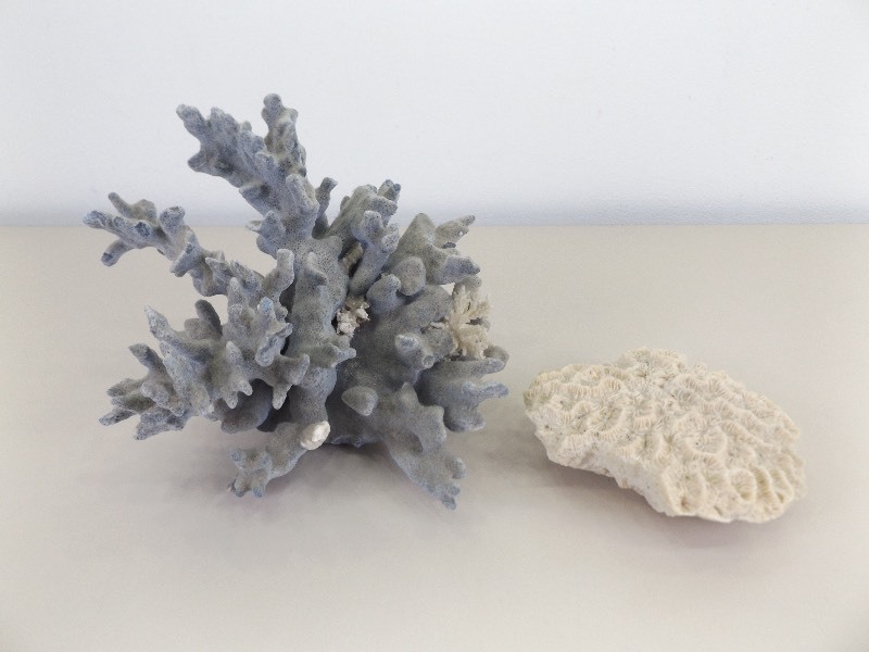 lot 41 image: Large Piece of Blue Coral, and White Coral