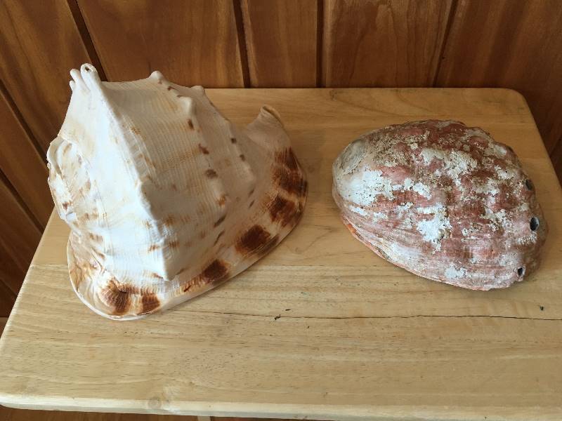 lot 49 image: 2 Large Sea Shells