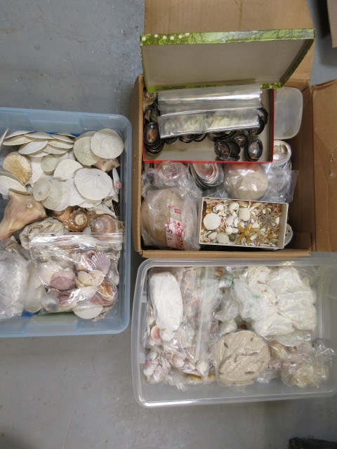 lot 743 image: 3 BOXES FULL OF SEASHELLS