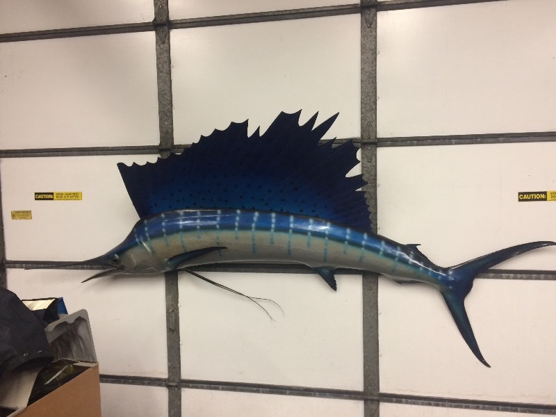 lot 1 image: LARGE 102 Taxidermy Marlin