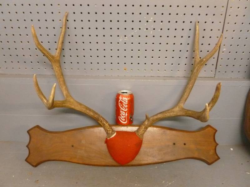 Deer Antler