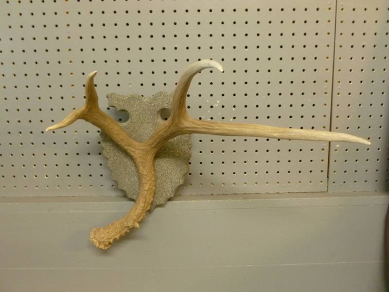 Antler Decoration