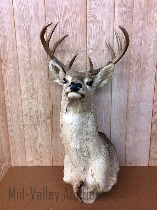 lot 536 image: Deer Mount