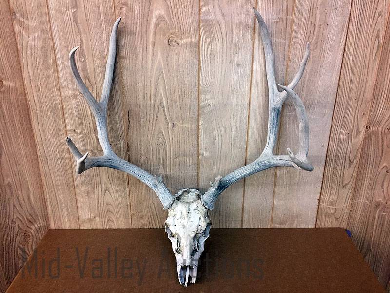 lot 537 image: Antlers