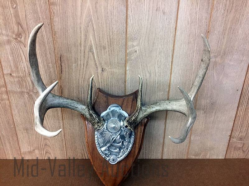 lot 538 image: Antlers