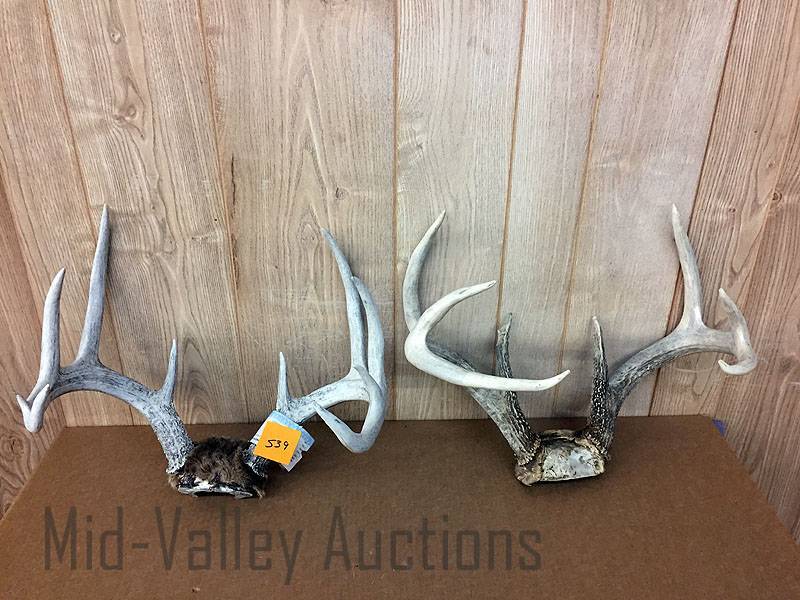 lot 539 image: Antlers