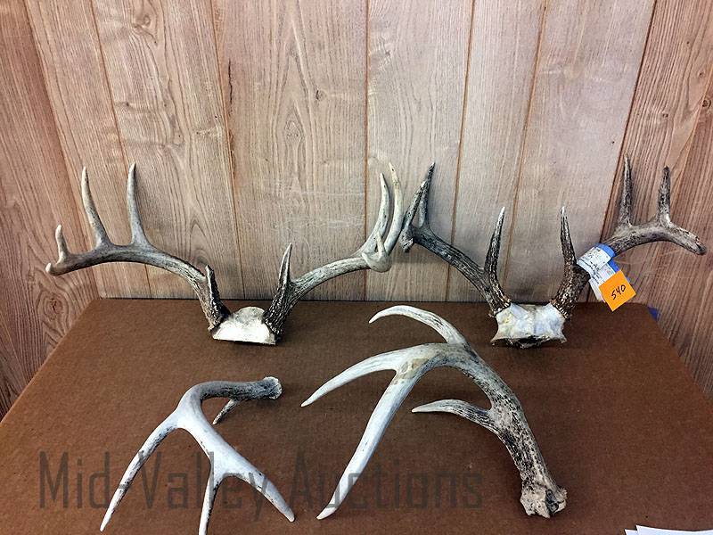 lot 540 image: Antlers