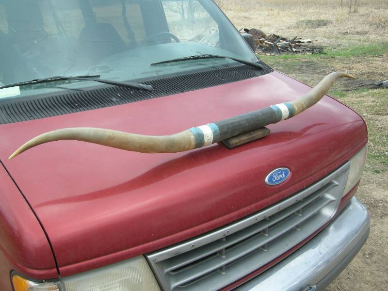 lot 67 image: Large Vintage Horns
