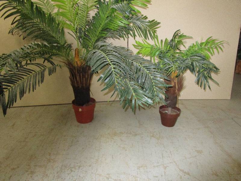 lot 185 image: 2- Decorative I think Pineapple Bushes 2 and 3