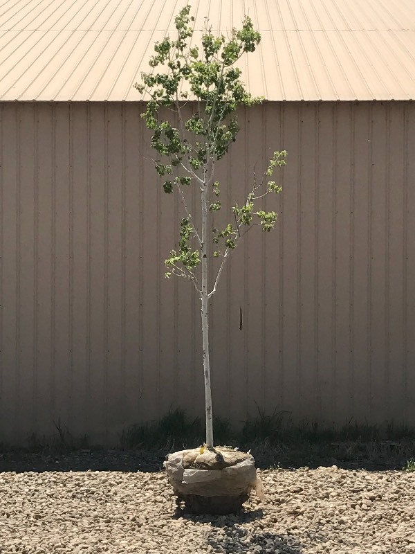 lot 26 image: Quaking Aspen Tree