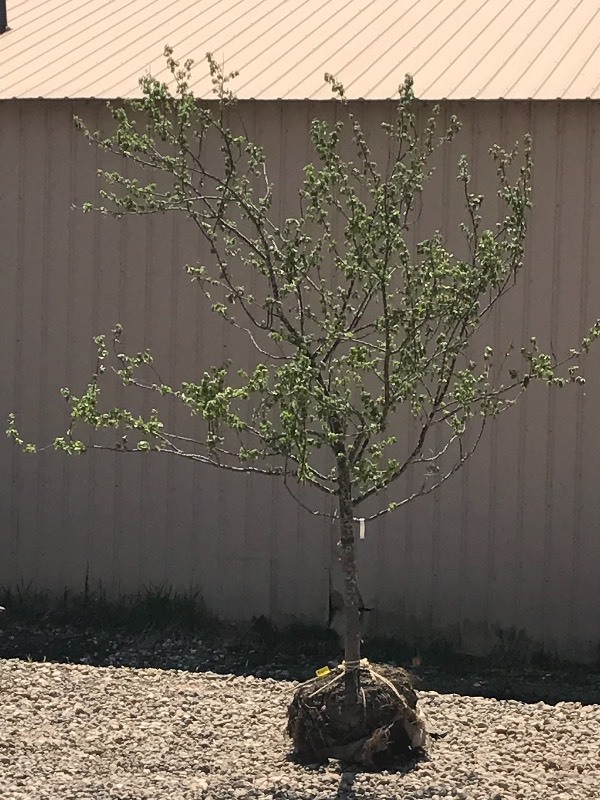 lot 43 image: Snowdrift Crabapple Tree