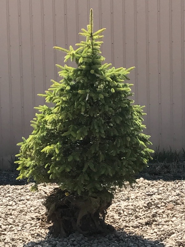 lot 48 image: Black Hills Spruce Tree
