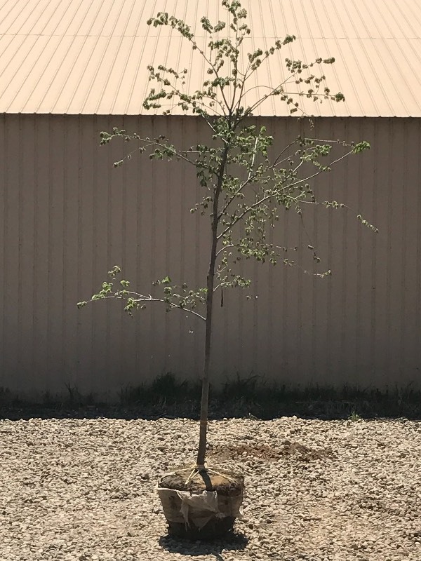 lot 71 image: Valley Forge Elm Tree