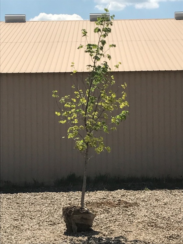 lot 73 image: Varigated Maple Tree