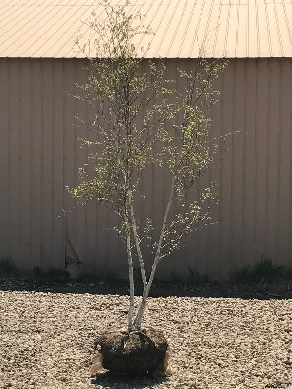 lot 101 image: White Sprire Birch Tree Clump