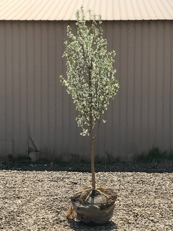 lot 105 image: Starlite Crabapple Tree
