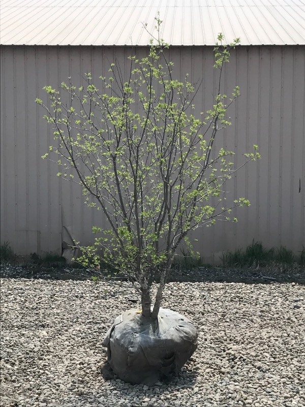 lot 114 image: Amur Maple Tree Clump