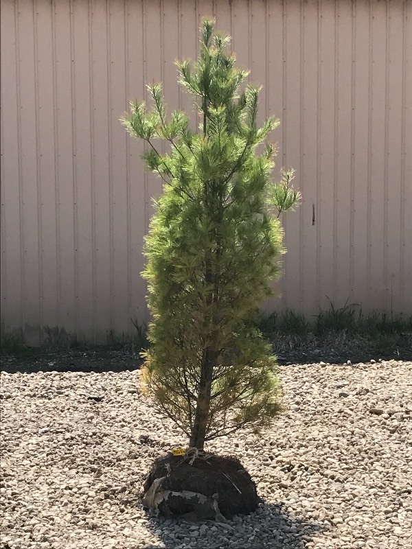 lot 128 image: White Pine Tree