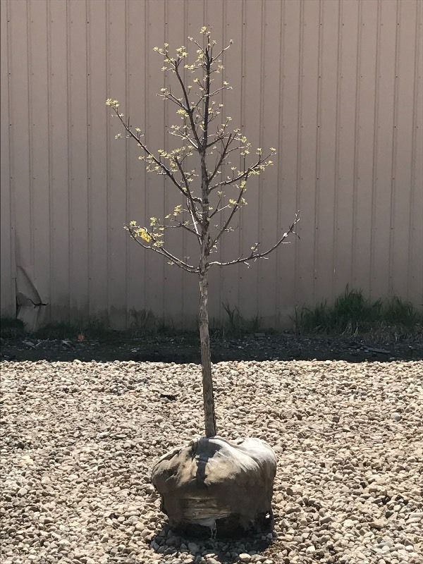 lot 126 image: Swamp White Oak Tree