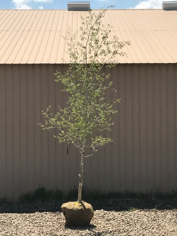 lot 15 image: Quaking Aspen Tree