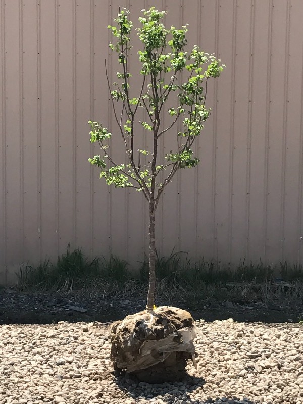 lot 18 image: Japanese Lilac Tree