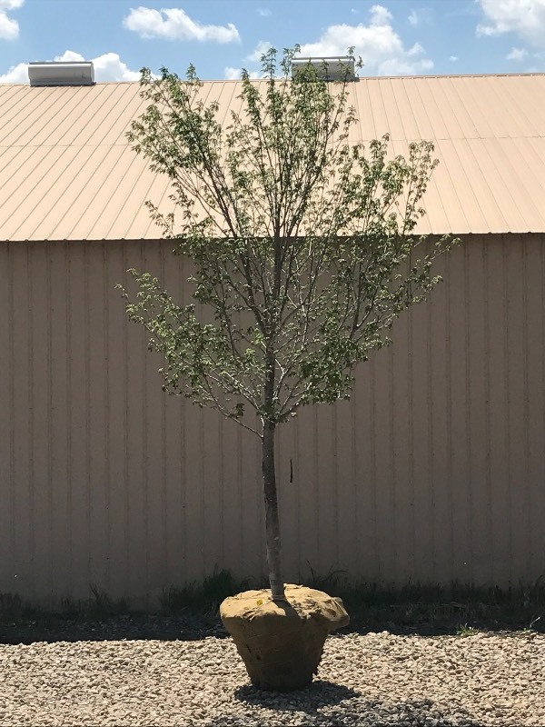 lot 4 image: Northwoods Red Maple Tree