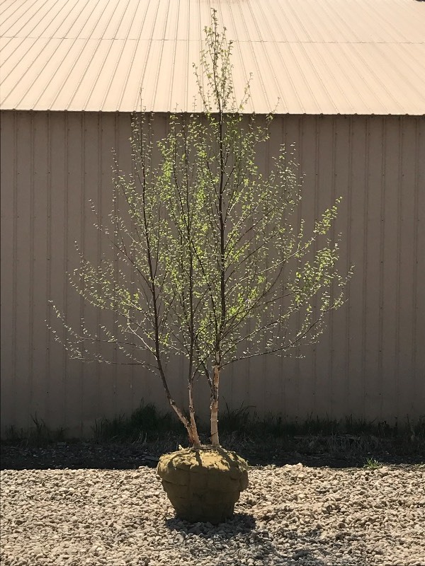 lot 29 image: River Birch Tree Clump