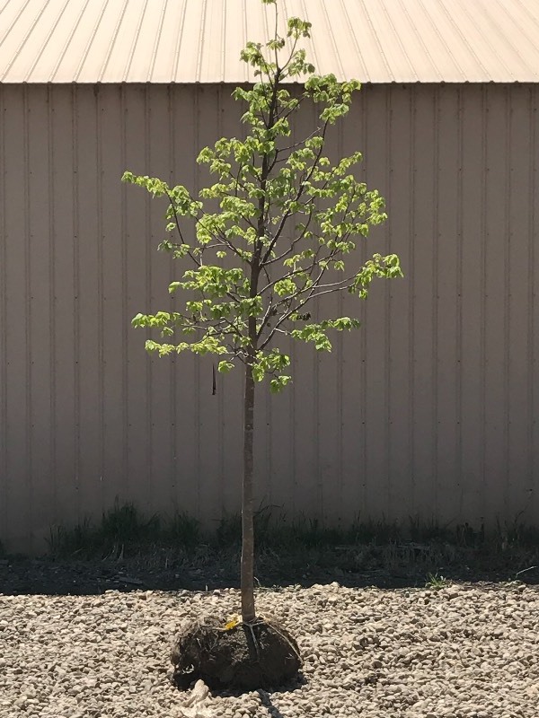 lot 39 image: Greenspire Linden Tree