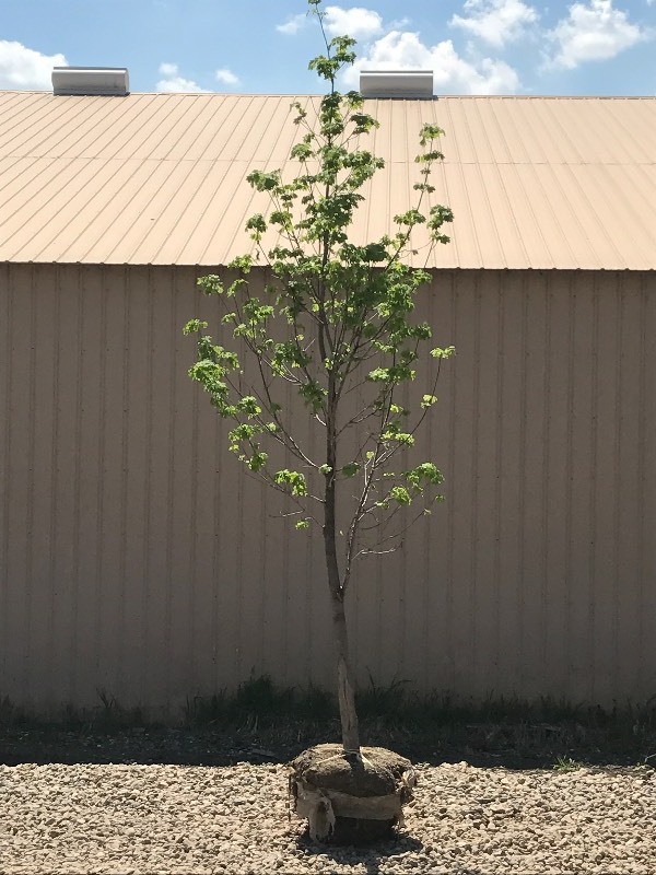 lot 40 image: Emersald Lustre Maple Tree