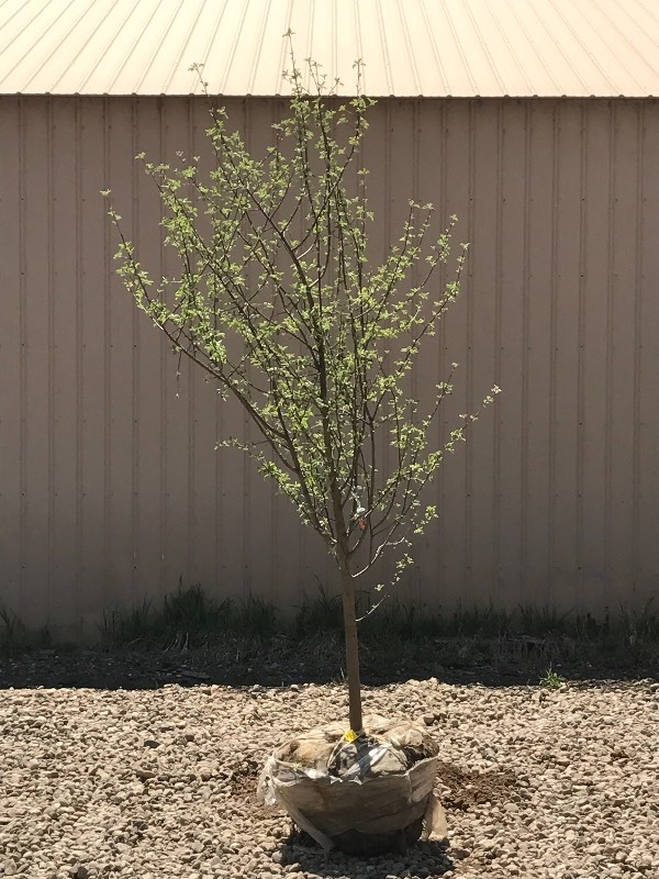 lot 80 image: Honey Crisp Apple Tree