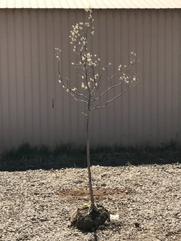 lot 99 image: Item has been removed from auction, please contact Affiliate with questions