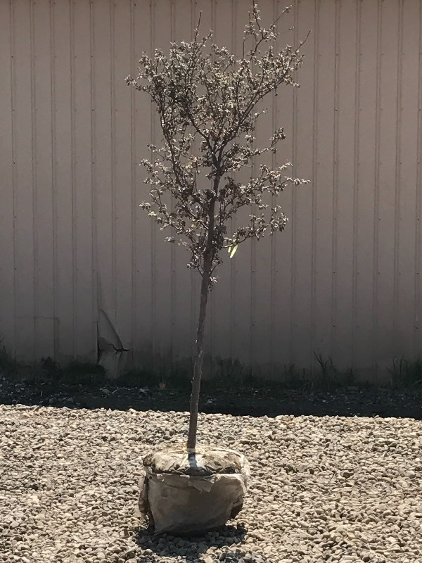 lot 121 image: Pinkspires Crabapple Tree