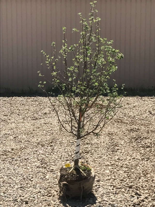 lot 98 image: Sweet Sixteen Apple Tree