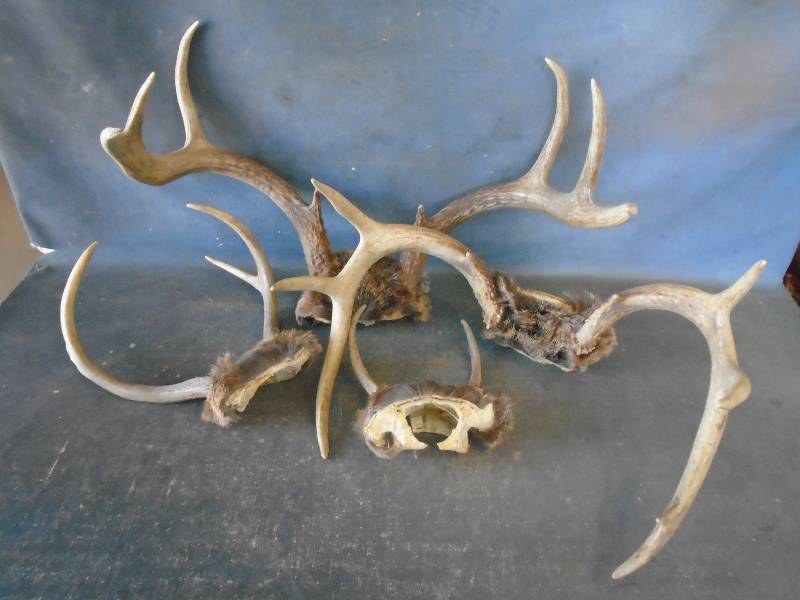 Deer Antlers