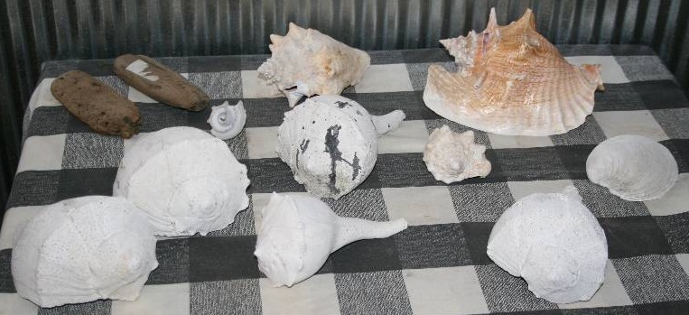 lot 99 image: Seashells
