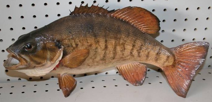 lot 10 image: Taxidermied Small Mouth Bass
