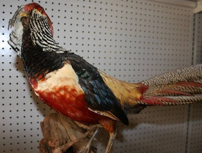lot 11 image: Taxidermied Pheasant
