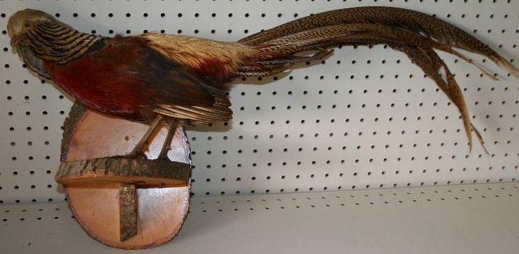 lot 12 image: Taxidermied Pheasant