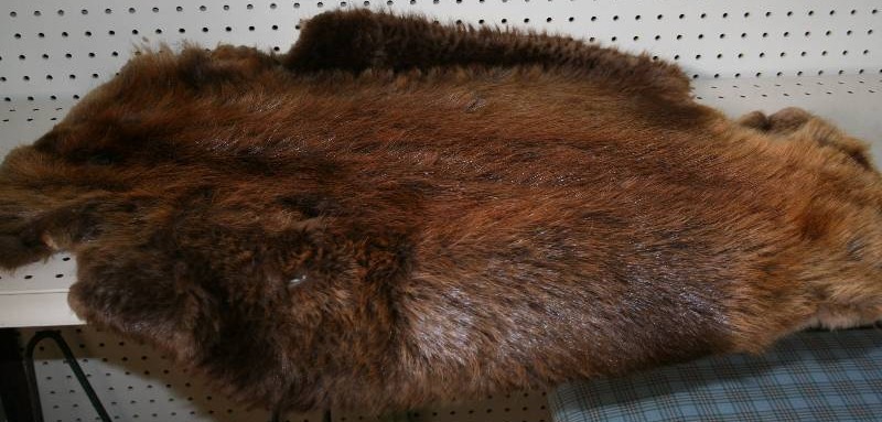 lot 13 image: Beaver Pelt