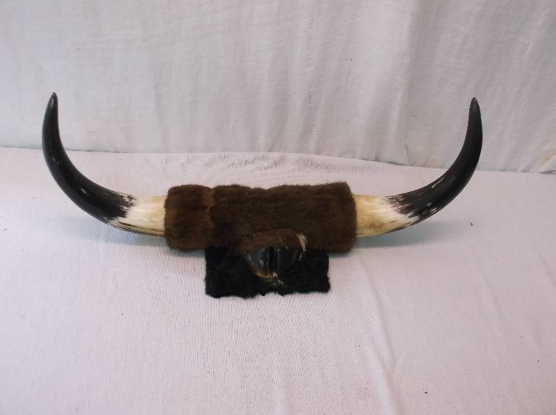 lot 26 image: Bull Horns
